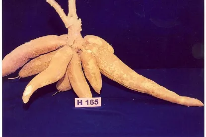 h 165
