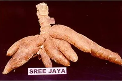 sree jaya