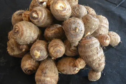muktakesi