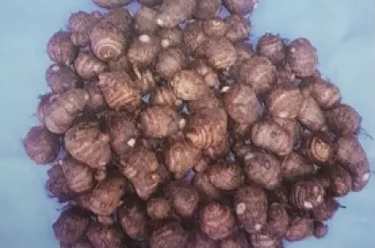 pani saru 1