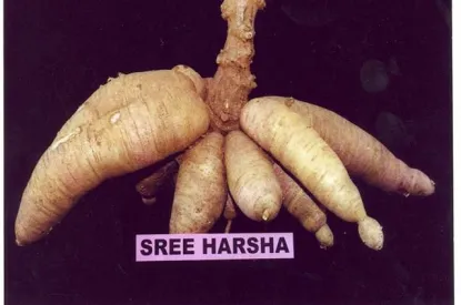 sree harsha