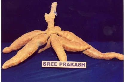 sree prakash
