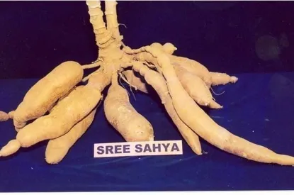 sree sahya