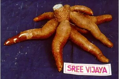 sree vijaya
