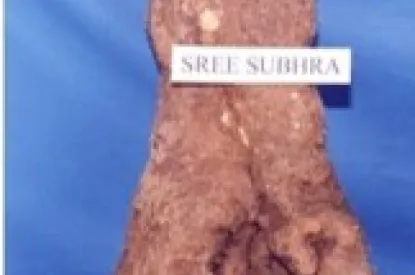 sree subadra