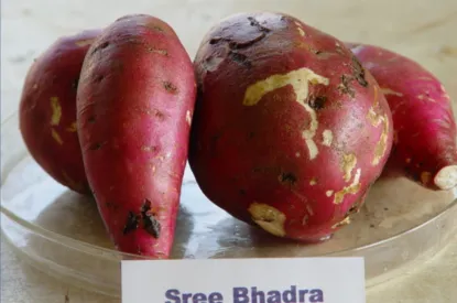 sree bhadra
