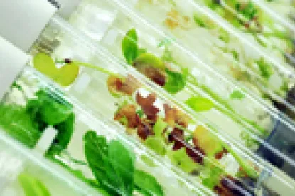 Varieties Identifier